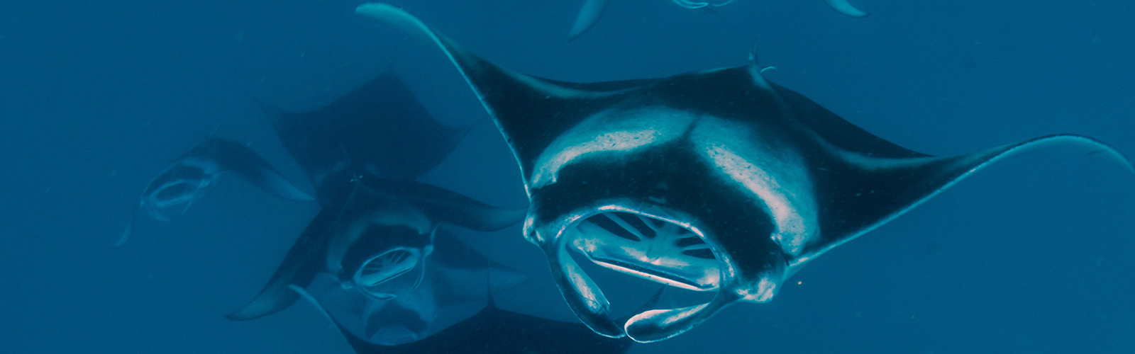 Maldives Manta Ray Hanifaru