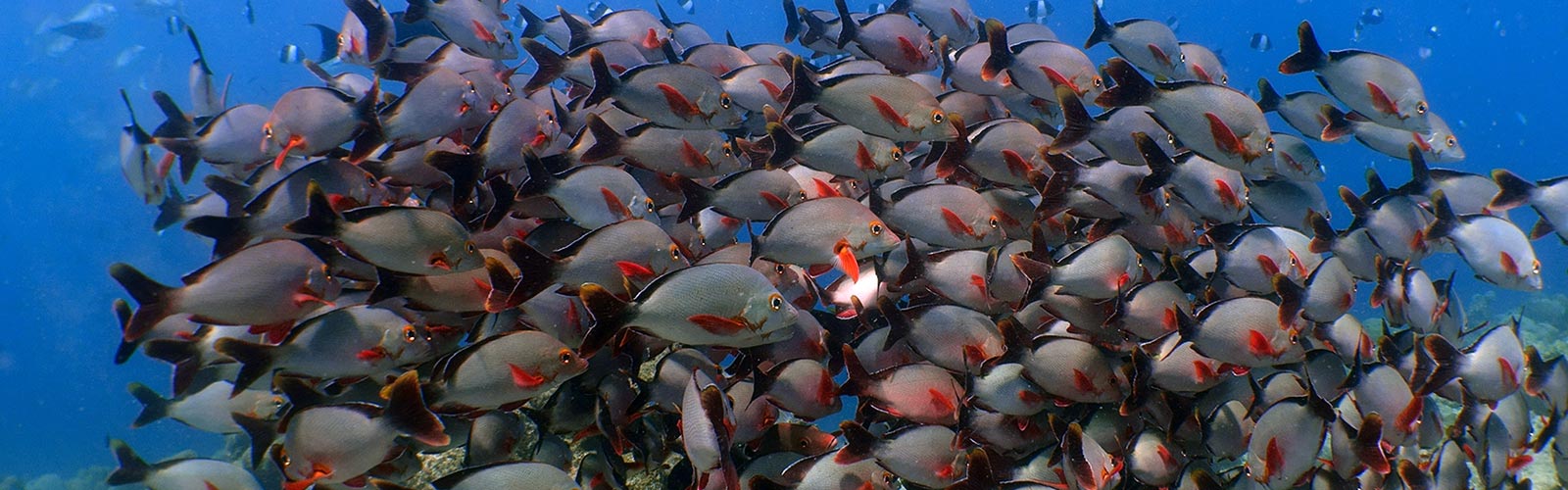 Maldives Snorkelling Marine Life