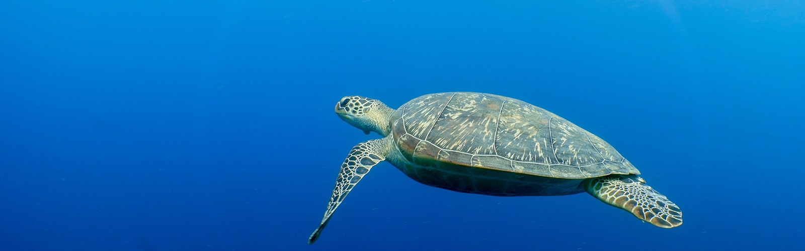 Sea turtles Maldives