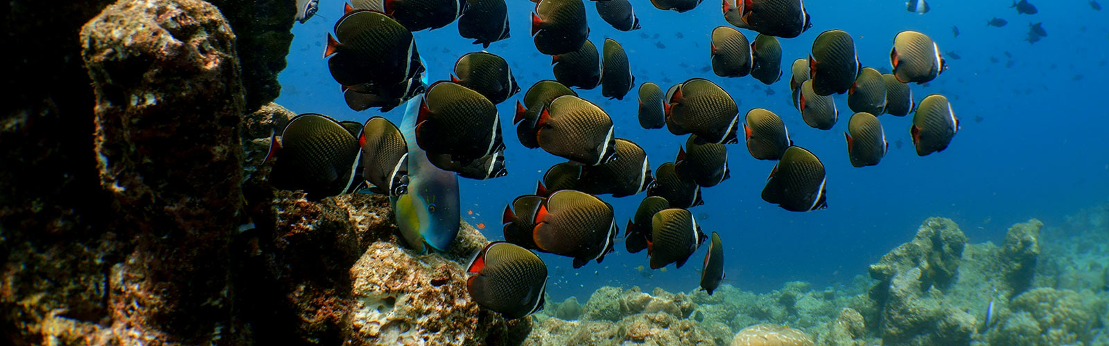 Maldives Excursions